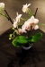 13-earth-fire-light-2012-flowers